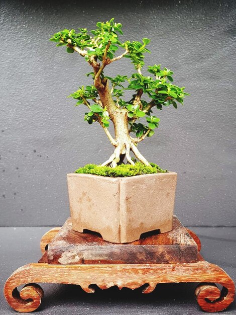 Photo bonsai on a wooden surface with sunlight shining through horizontal blind