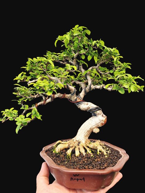 Photo bonsai on a wooden surface with sunlight shining through horizontal blind