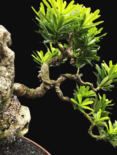 Photo bonsai on a wooden surface with sunlight shining through horizontal blind