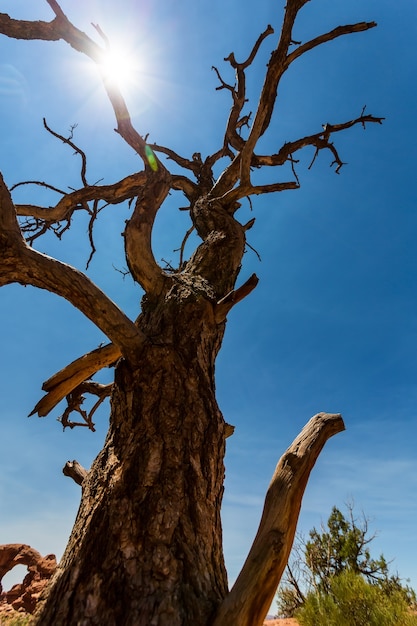 Bottom view on dry tree.