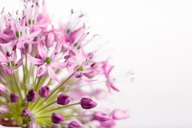 Bouquet of fresh spring flowers small lily flowers decorative onion balls closeup isolated on a white background Copy space Birthday Mothers Valentines Womens Wedding Day concept