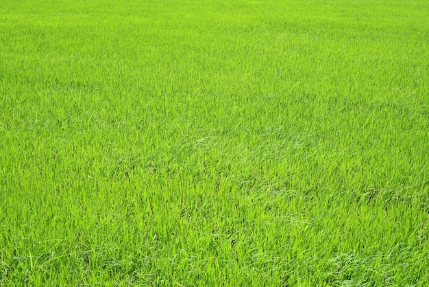 Photo bright field of rice growing in vietnam
