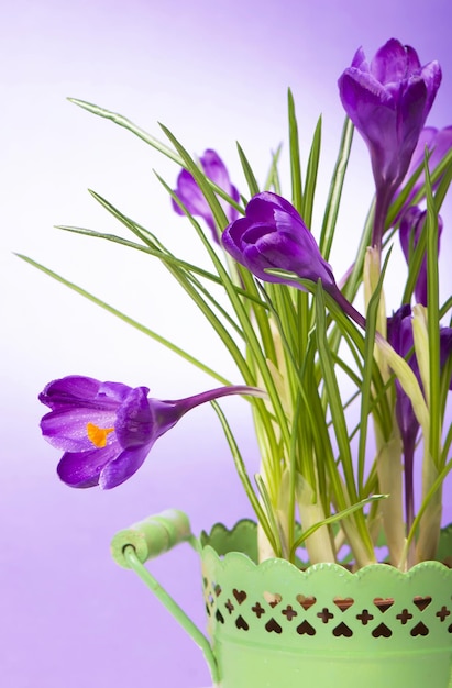 Bright purple crocuses spring flowers on white background