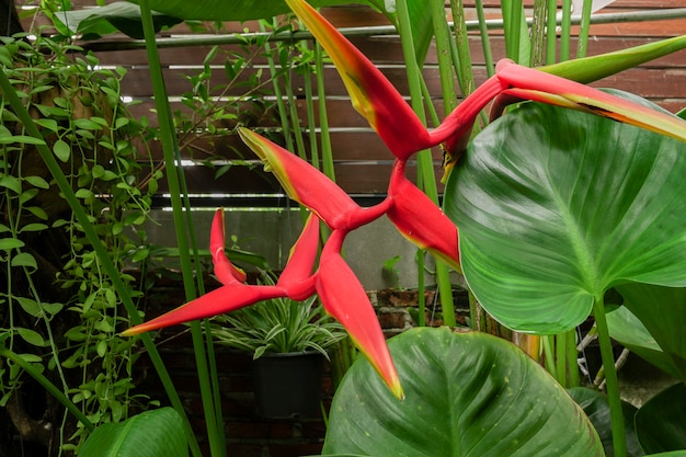 The bright red Heliconia