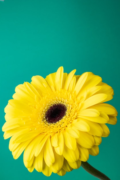 Bright yellow gerbera on a green background. 