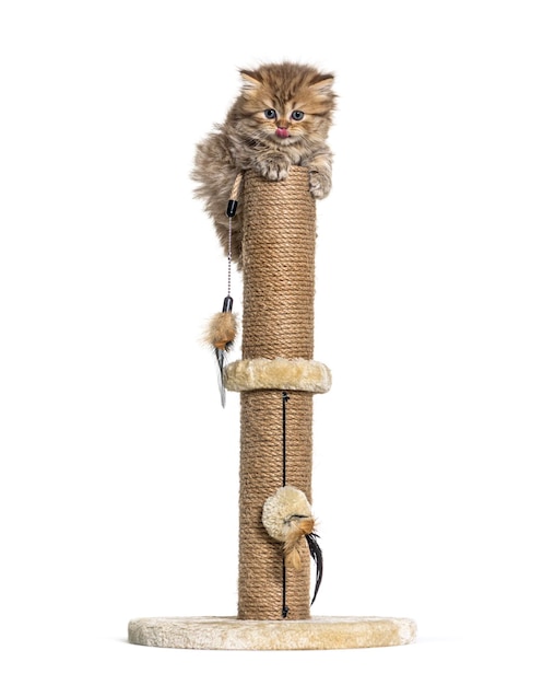 British longhair cat playiong on a cat trees