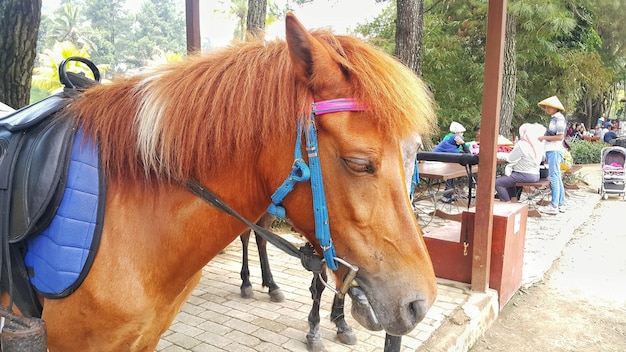 A brown horse with saddle in the stable on a farm