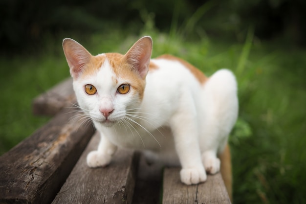 Brown and white cat on old wooden with blurred background