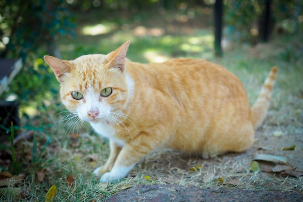 Brown and white cat thai on green grass in nature landscape