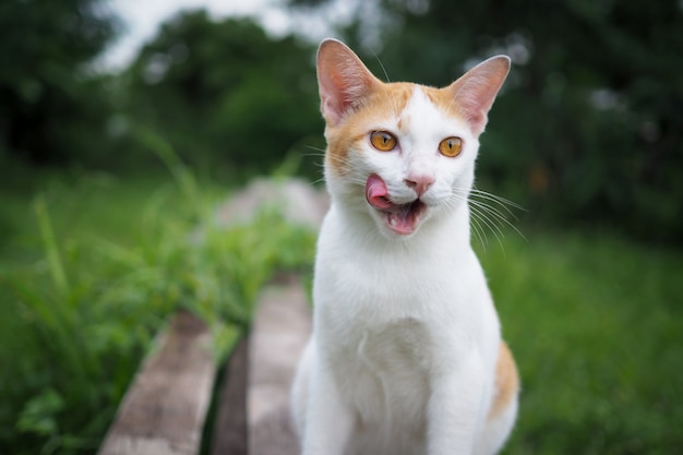 Brown and white cat thai on old wooden in nature landscape