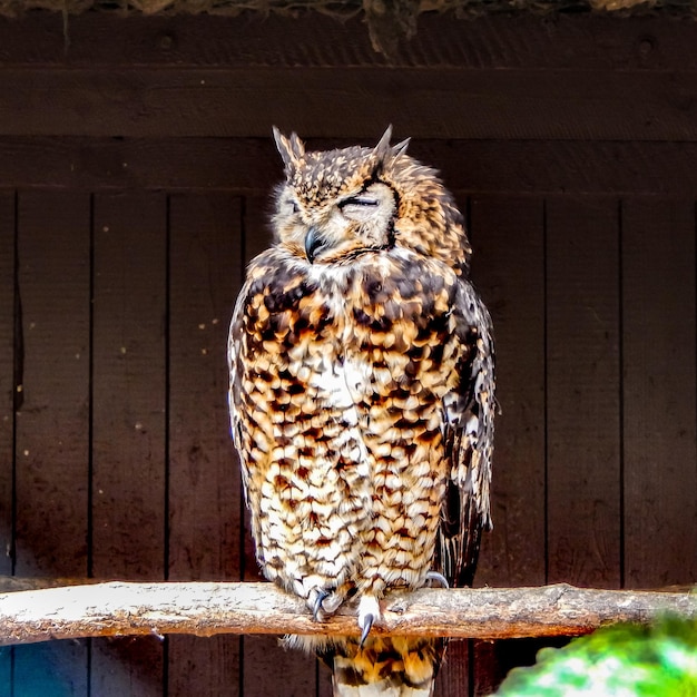 Photo a brown and white owl is sitting on a branch.