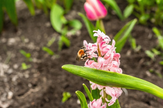 Bumblebee sitting on a pink hyacinth Spring seasonal of growing plants Traditional blooming