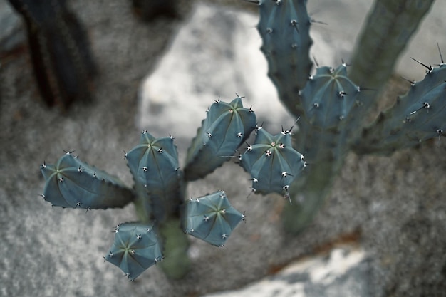 Cactus close up on sand in cactus garden