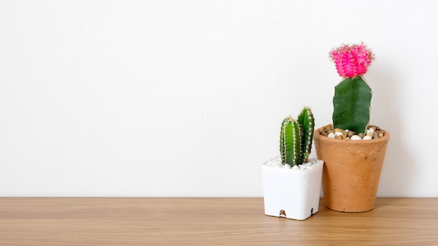 Cactus on wooden table and white background with copy space