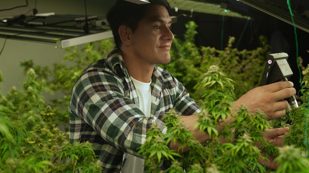 Cannabis farmer use microscope to analyze CBD in curative cannabis farm