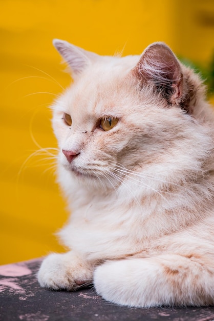 Cat Persian, lovely animal and pet in the garden