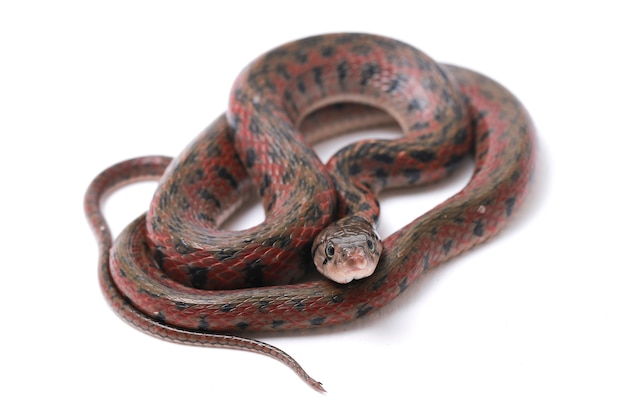 The checkered keelback Asiatic water snake  Isolated on white background