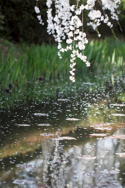 Cherry blossom in full bloom