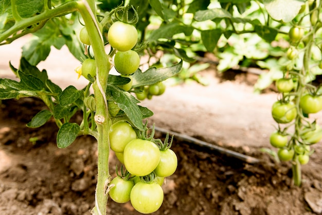 Cherry tomatoes in greenhouse