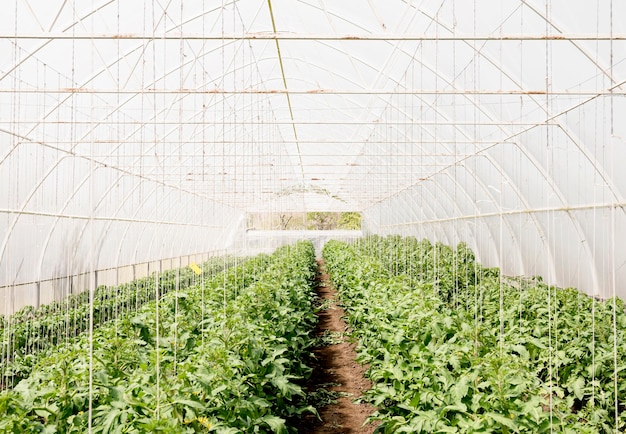 Cherry tomatoes plant in greenhouse