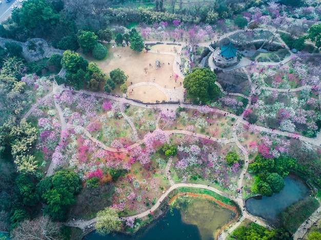 Chidorigafuchi park with full bloom sakura in Tokyo Japan