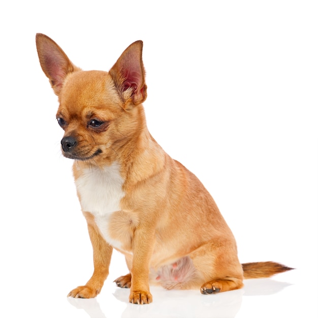 Chihuahua dog isolated