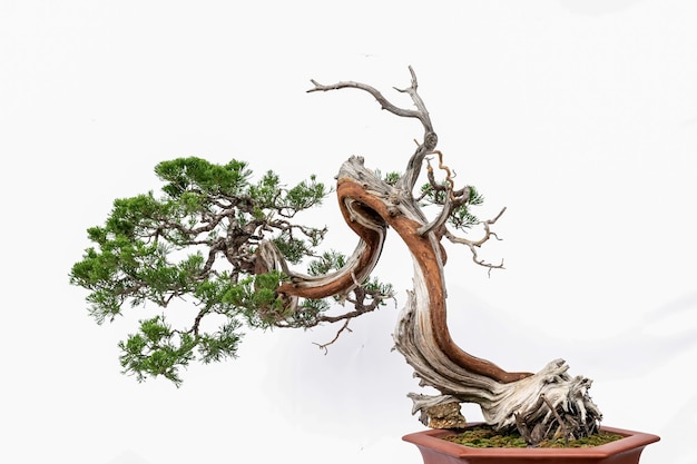 Photo chinese art bonsai on a white background