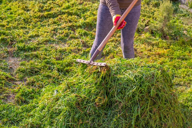 Cleaning mowed green grass from the lawn. The woman rakes the grass into a heap with a metal rake.