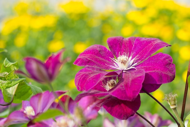 Clematis Rouge Cardinal in garden