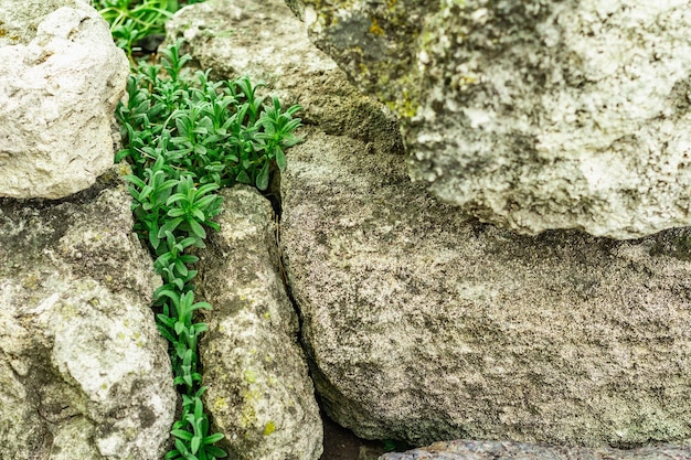 Climbing plant Cerastium tomentosum on the stones Decorative gardening for the Alpine hill