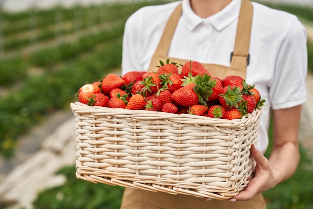 Close up of basket with strawberries that holding woman