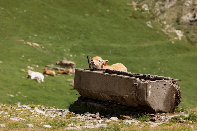 Close up on beautiful animals in country side