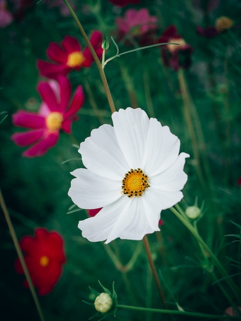 Close up Beautiful cosmos flowers in blooming