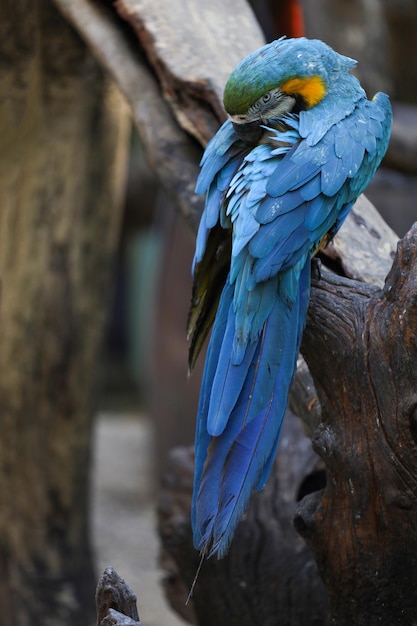 Close up the Blue and yellow macaw parrot bird in garden