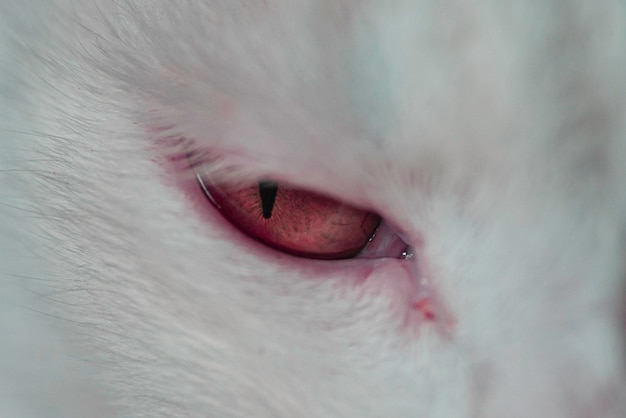 Photo close-up of cat eye