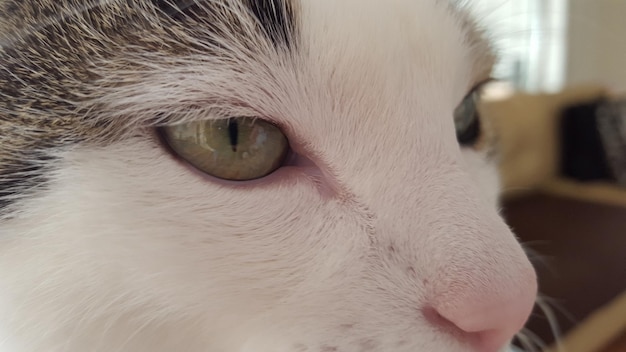 Photo close-up of cat looking away