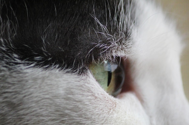 Photo close-up of cats eye