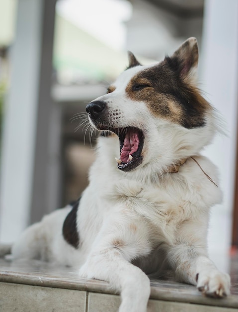 Photo close-up of a dog looking away