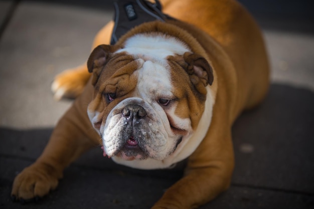 Photo close-up of a dog lying down