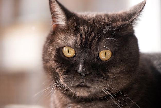 Close up face of cute black cat with yellow eyes