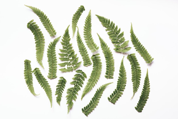 Photo close-up of fern leaves against white background