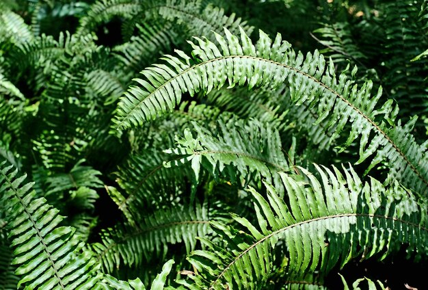 Photo close-up of fern leaves