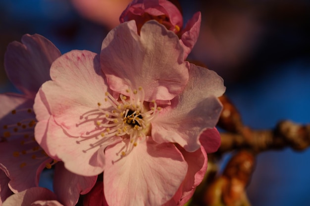 Photo close-up of flower blooming outdoors