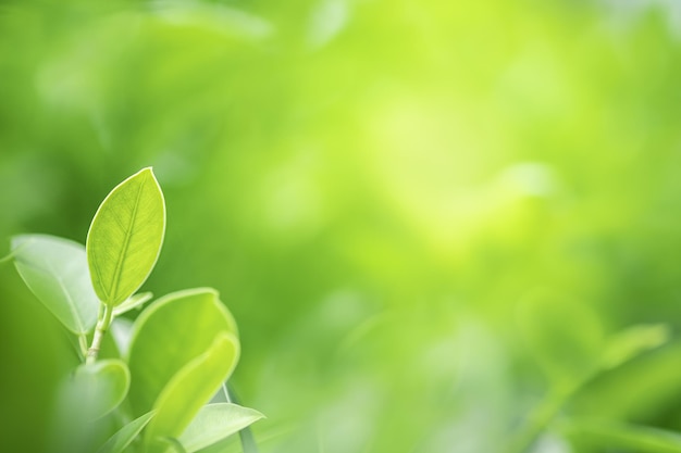 Photo close-up of green leaves