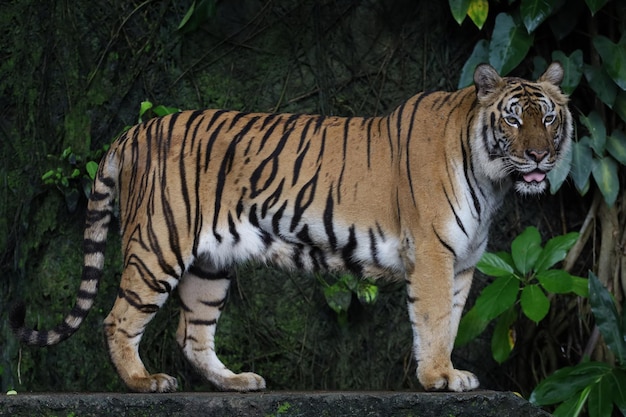 Close up Indochinese tiger is beautiful animal and dangerous in forest