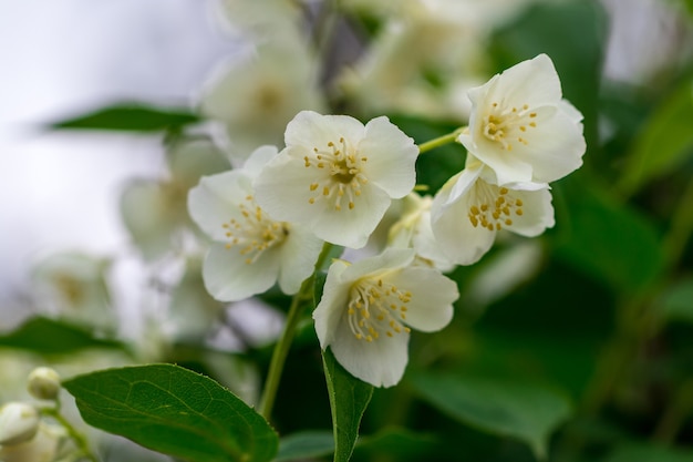 Photo close up of jasmine flowers in a garden.