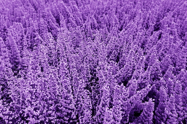 A close up of a lavender field.