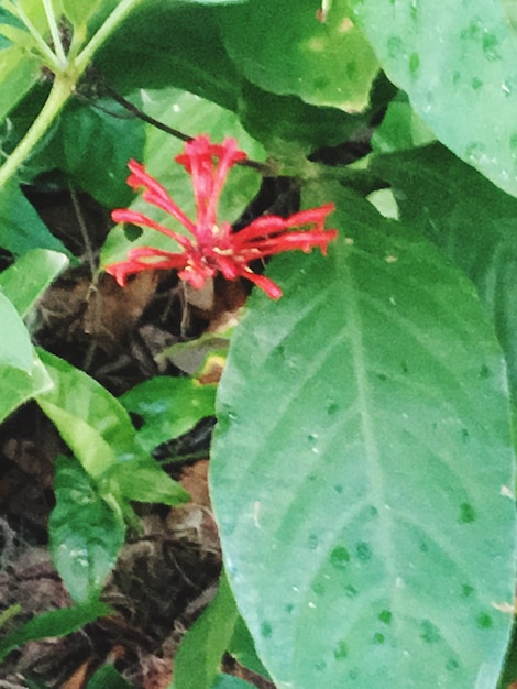 Close-up of maple leaves