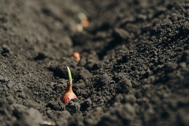 Photo close up photo of a small plant growing from the soil