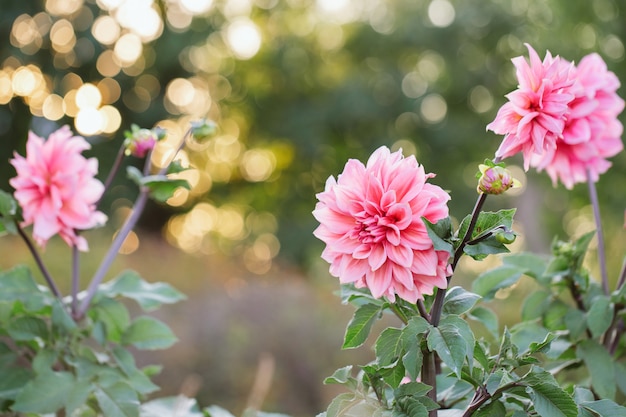 Photo close-up of a pink dahlia. pastel pink dahlias growing in a garden during summer.